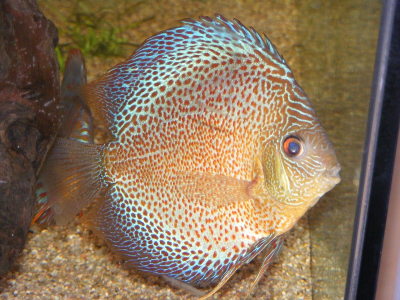 Ludoj22 mes discus Femell10