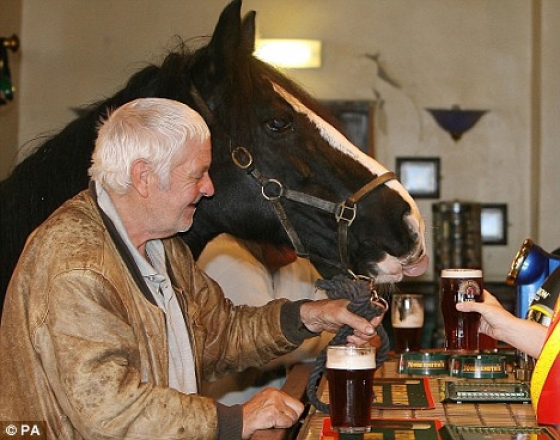 Un cheval client d'un pub Cheval11