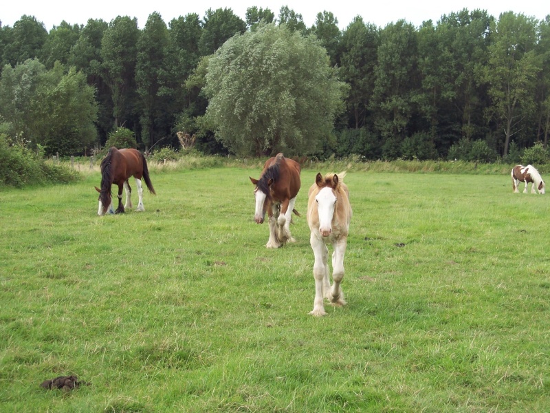 Berneen: ma douce et belle pie alezane (p5) 100_3313