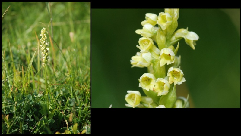 Pseudorchis albida ( Orchis blanc ) Pseudo10