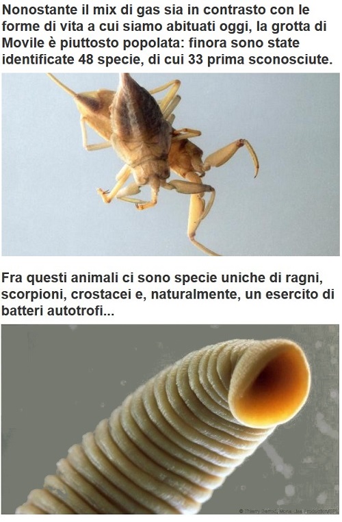 Animali... strani - Pagina 5 Animal52