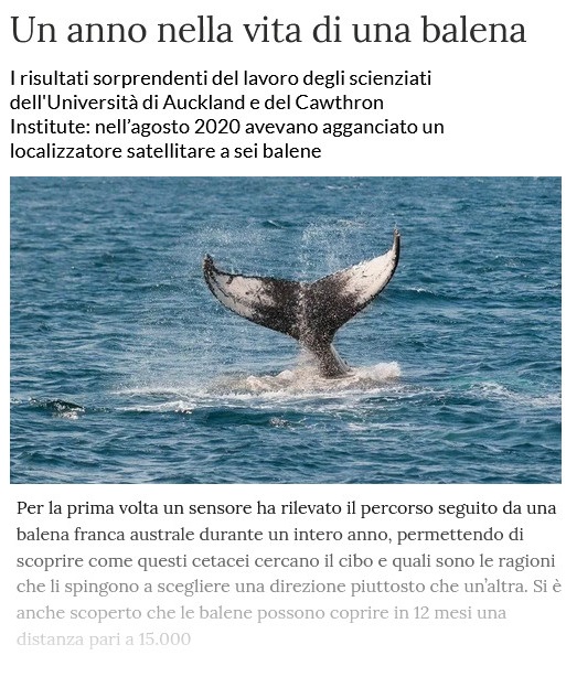 Notizie di animali....nel mondo - Pagina 15 Balena13