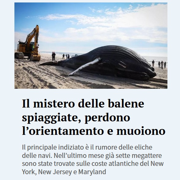 Fantastici....animali - Pagina 4 Balene12