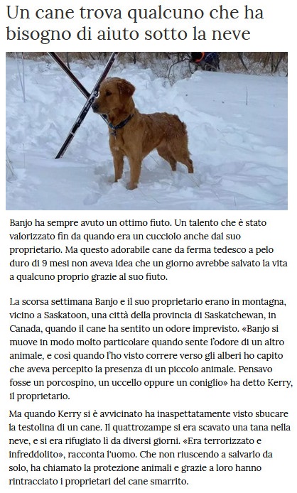 I Cani - Pagina 3 Caane10
