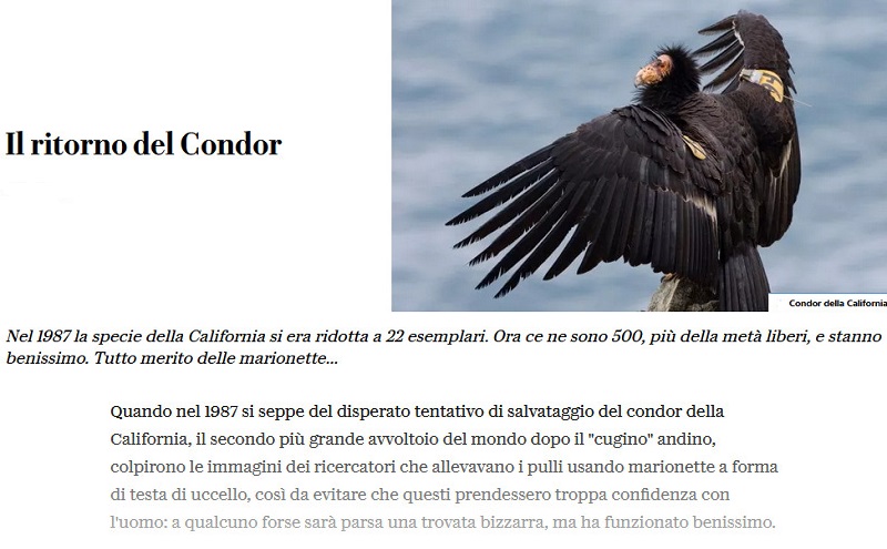 Notizie di animali....nel mondo - Pagina 13 Condor10