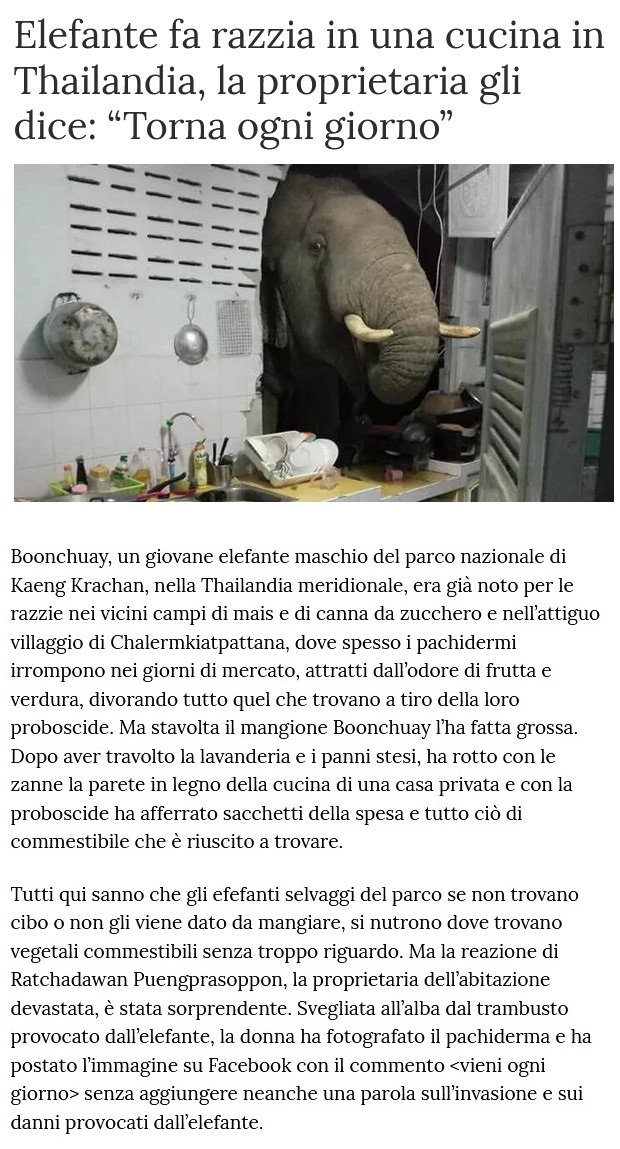 Notizie di animali....nel mondo - Pagina 12 Elefan17