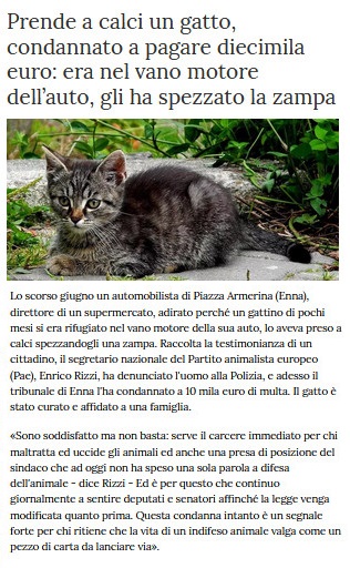 Notizie di animali....nel mondo - Pagina 9 Gatto15