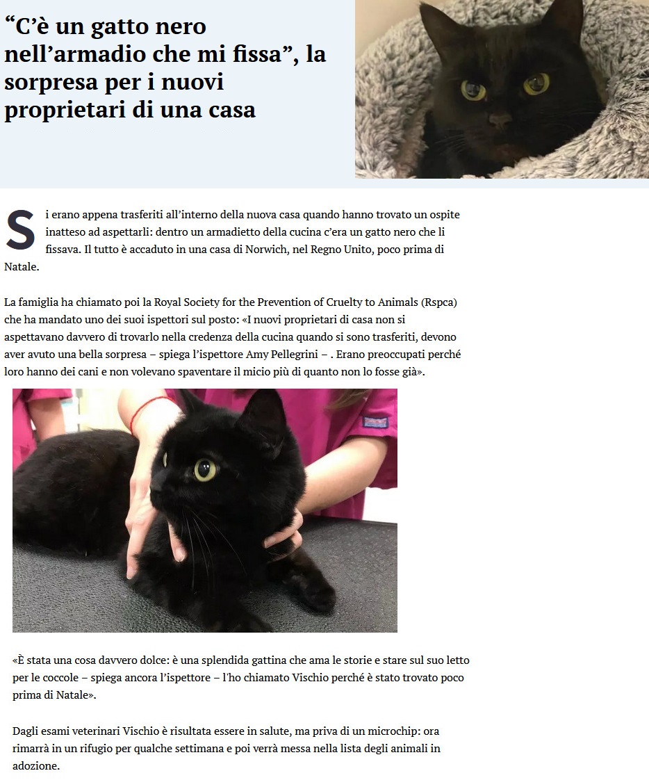 Benvenuto al cane e al gatto - Pagina 3 Gatto35