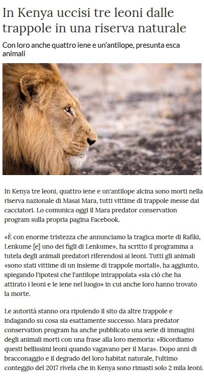 Notizie di animali....nel mondo - Pagina 7 Leoni10