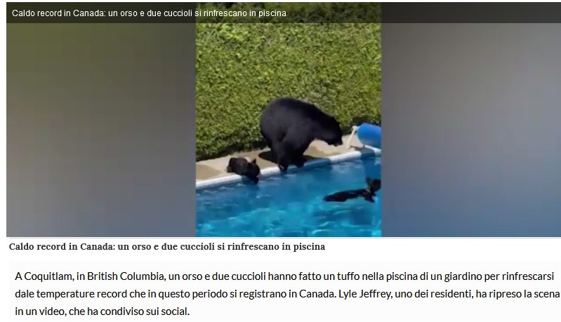 Notizie di animali....nel mondo - Pagina 13 Orso15