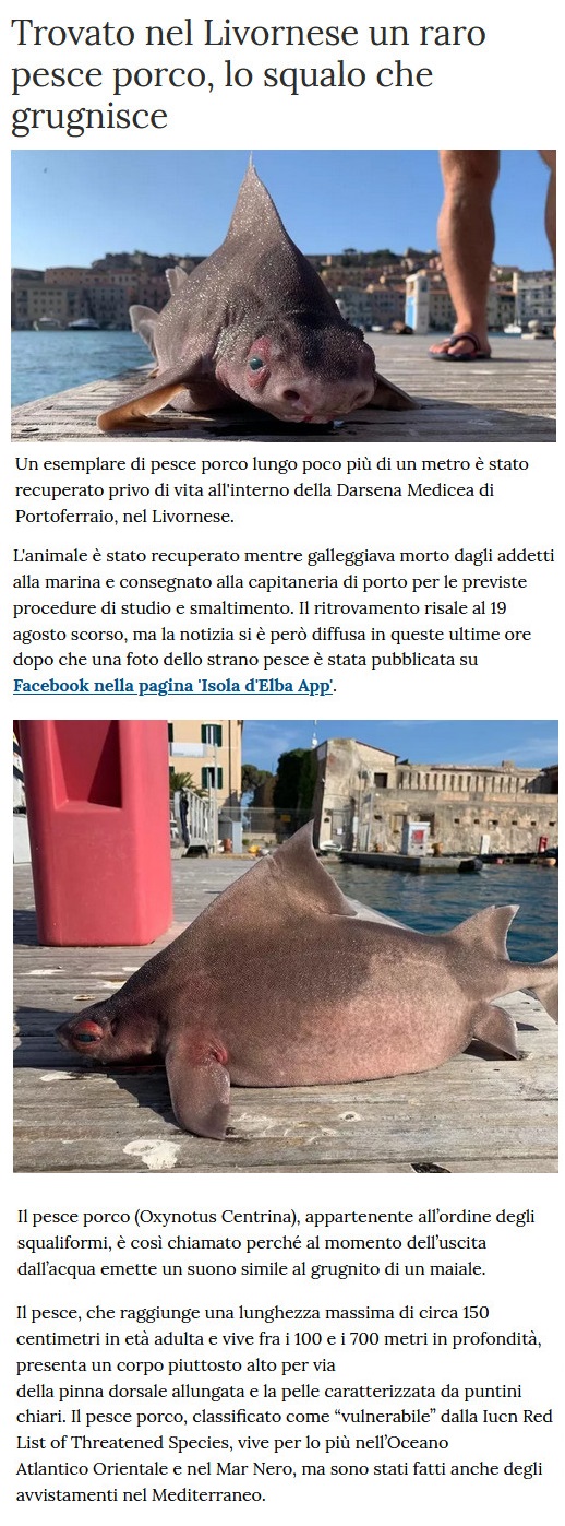 Notizie di animali....nel mondo - Pagina 15 Pesce15