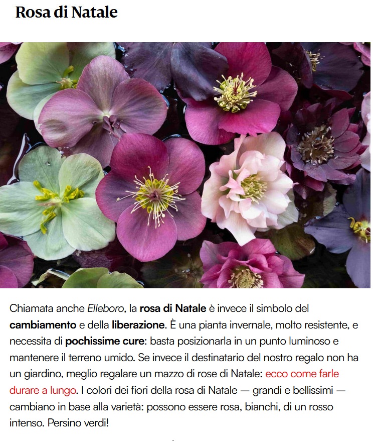 FIORI e PIANTE .......e altro ancora - Pagina 2 Pianta12