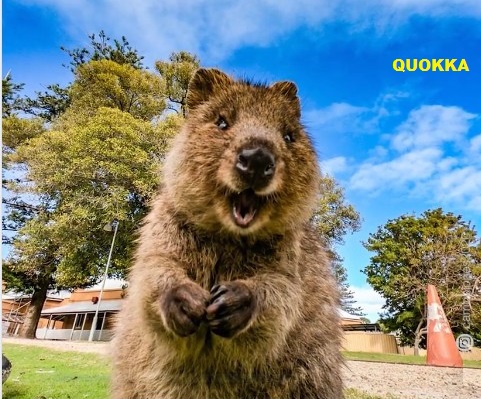 Animali... strani - Pagina 5 Quokk10