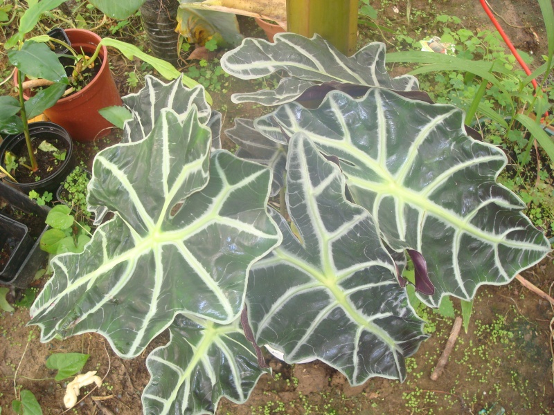 Alocasia sanderiana ou amazonica ??? Dsc02213