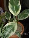 Plante tropical Qisyfx10