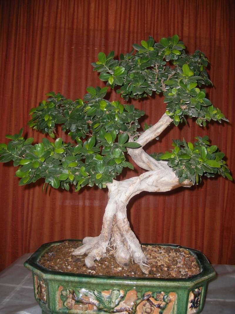 BREVE HISTORIA UN FICUS COMPACTA INJERTADO SOBRE RETUSA ( EL ABUELO ) 111