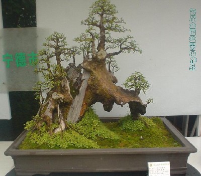 EL PENJING 4110