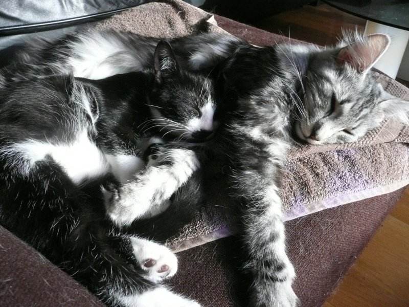 3 chatons, 2 filles, 1 mâle, 3, 5 mois - Page 4 P1020112