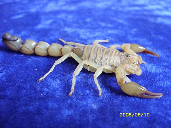 Picture of my scorpions Copie_32
