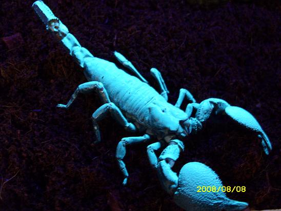 Picture of my scorpions Copie_42
