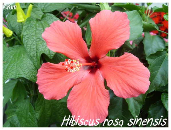 Floraison des hibiscus Hibisc11