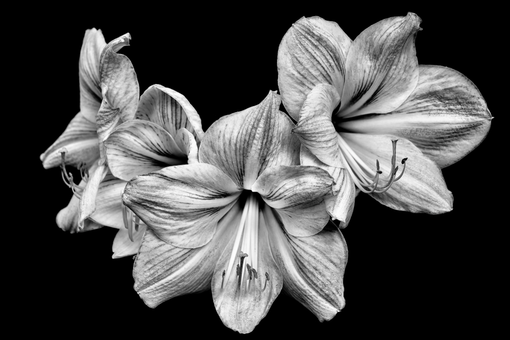 Quatuor floral. _d727910