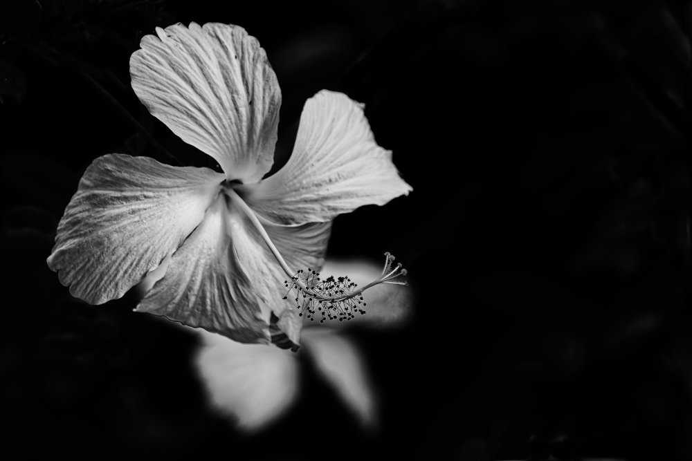 Hibiscus. _d727911