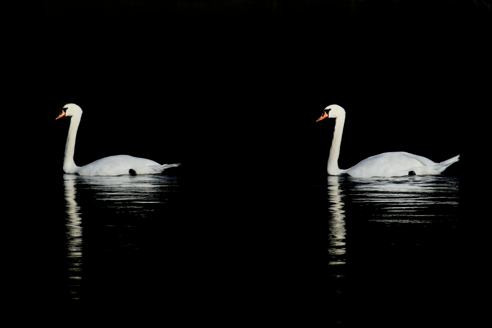 Le lac des cygnes. _d729810