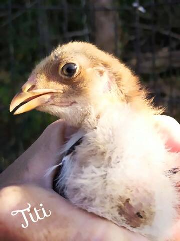 Brahma perdix dorée sexage 20190826