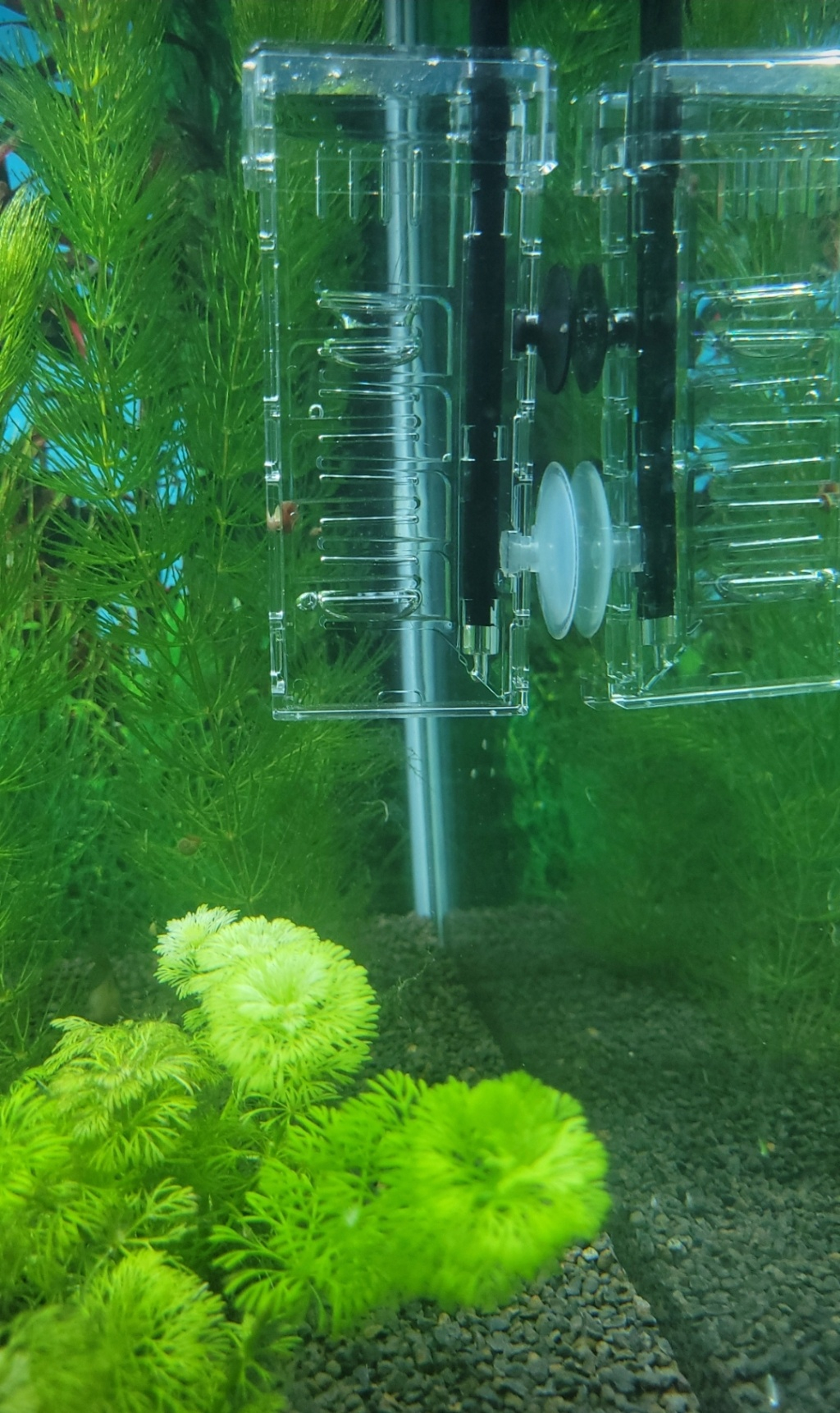 Mon aquarium tropical 110 litres  Scree111