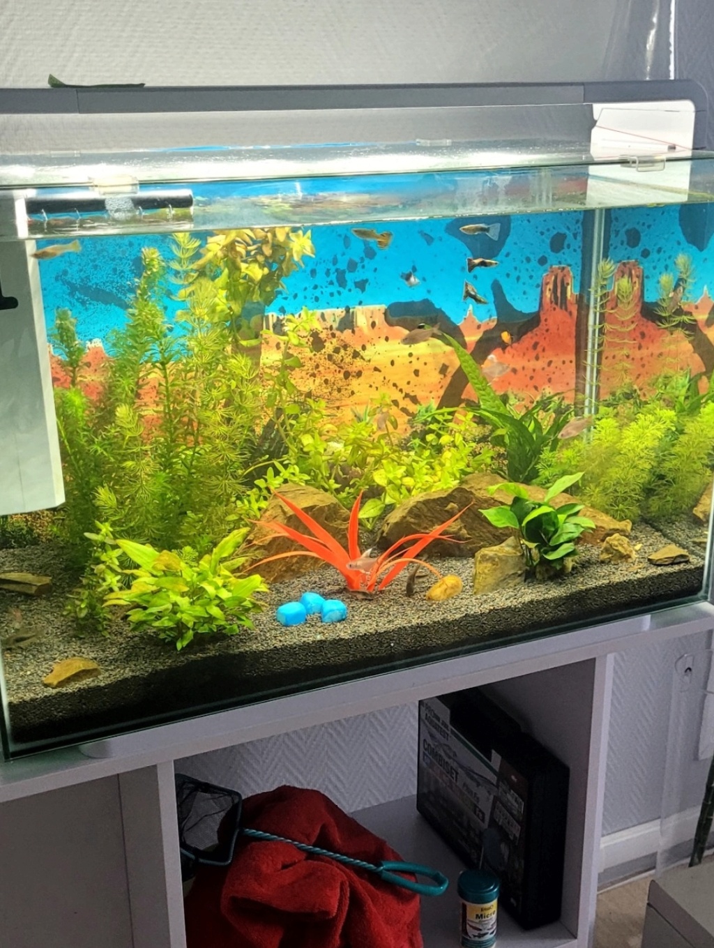 Recherche une plantes rouge Screen86