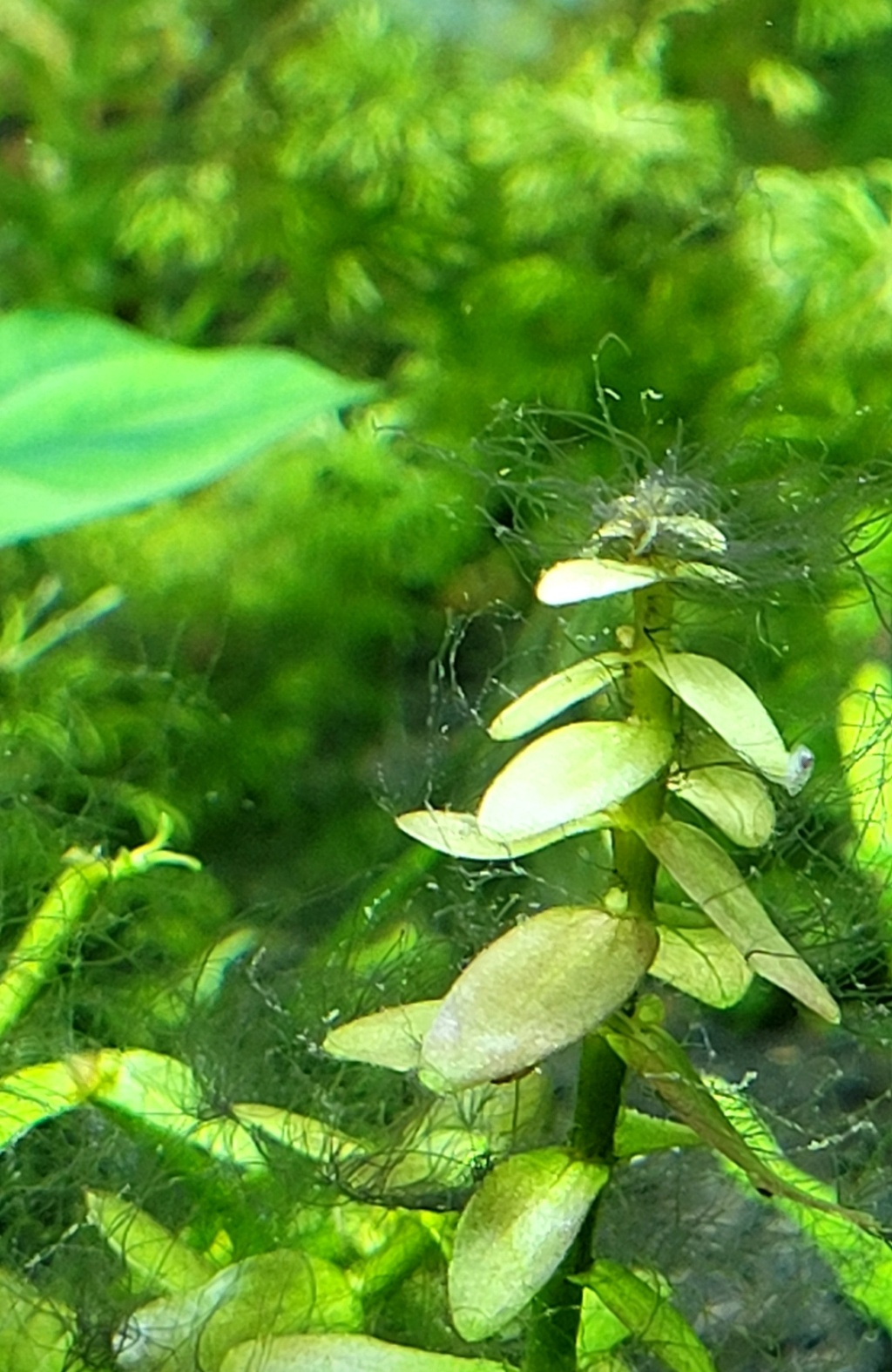 Problème avec mes plantes quel style d'algue Screen93