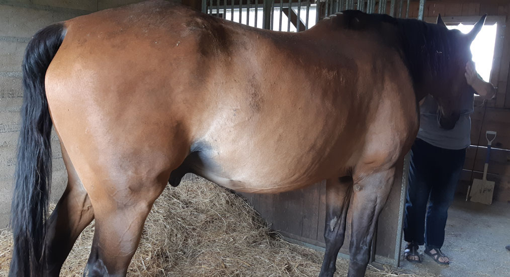 IQUEL - SF né en 1996 - adopté en octobre 2014 par Cécile - Page 2 20190820