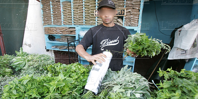 Maroc : feuilles de menthe, attention danger Menthe10