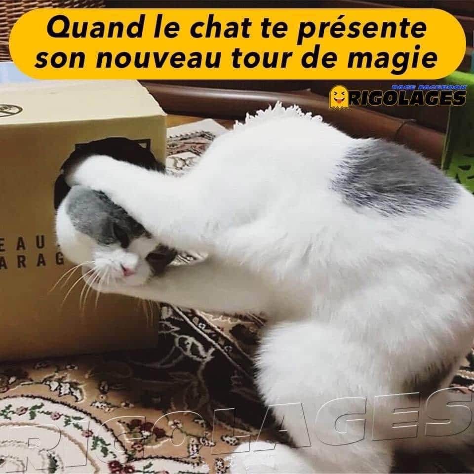 Savez-vous où je peux flooder pour atteindre 4000 messages ? - Page 31 Chat10