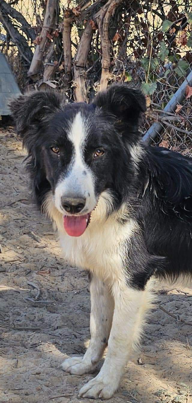 KEOMA - X BORDER COLLIE - NOIR ET BLANC - ES (MN)  ✓ Fb_im160