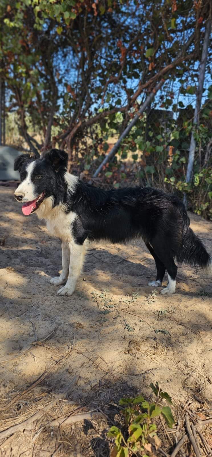 KEOMA - X BORDER COLLIE - NOIR ET BLANC - ES (MN)  ✓ Fb_im163