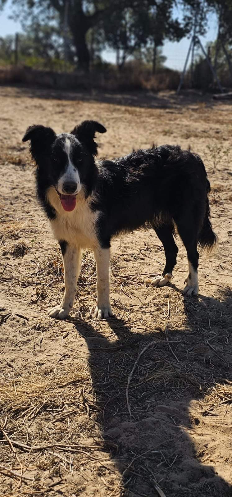 KEOMA - X BORDER COLLIE - NOIR ET BLANC - ES (MN)  ✓ Fb_im173