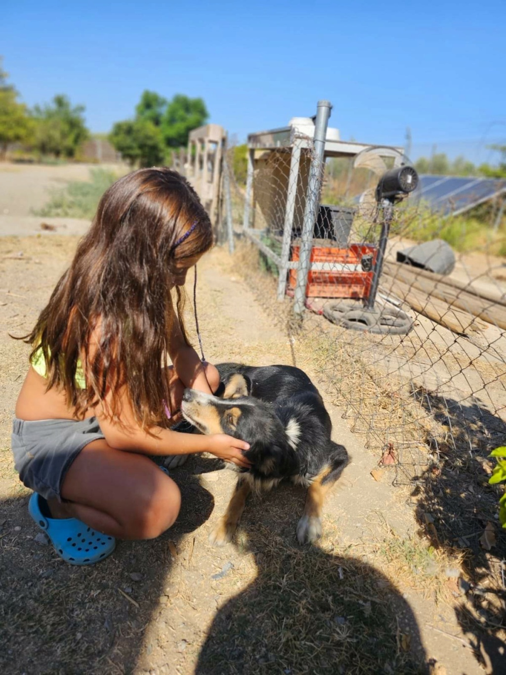 NILO - X BORDER COLLIE - TRICOLORE - ES (MN) ✓ Fb_im185