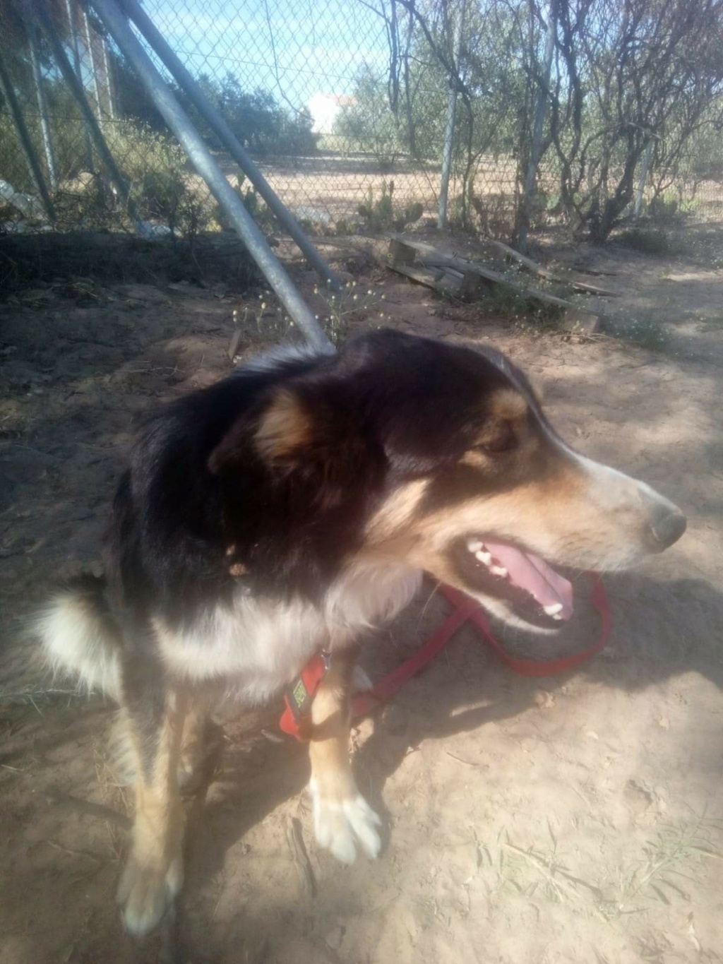 NILO - X BORDER COLLIE - TRICOLORE - ES (MN) ✓ Fb_im194