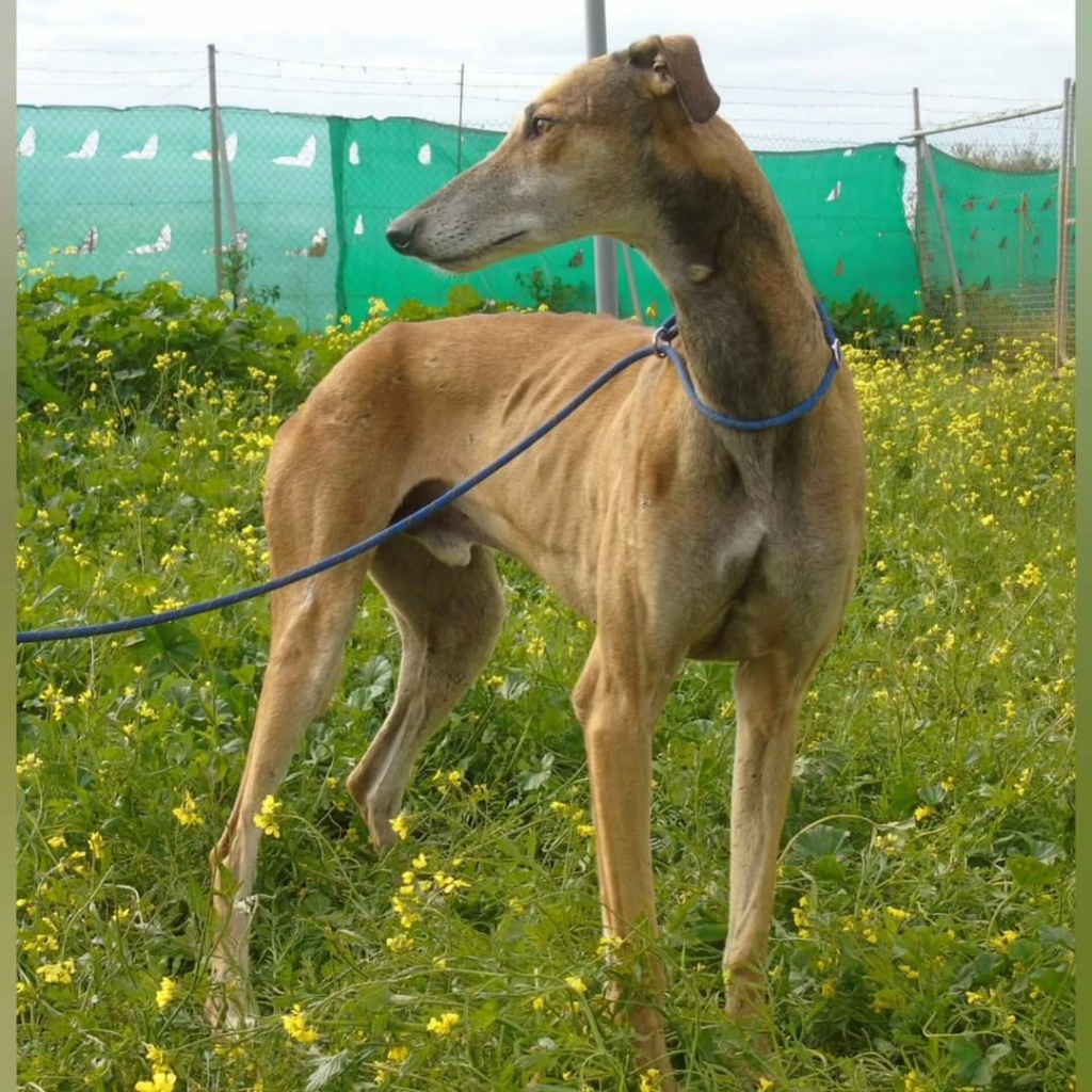 MARCHENA - GALGO - FAUVE - ES (AH) ✓ Fb_im545