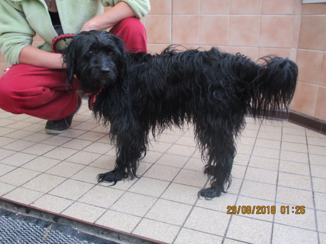 PEPITO (ex Mika- (Willy) griffon  terrier du Tibet ?  male noir de 2 ans  de Béthune - refuge du Mordant, Toul (54) Img_3912