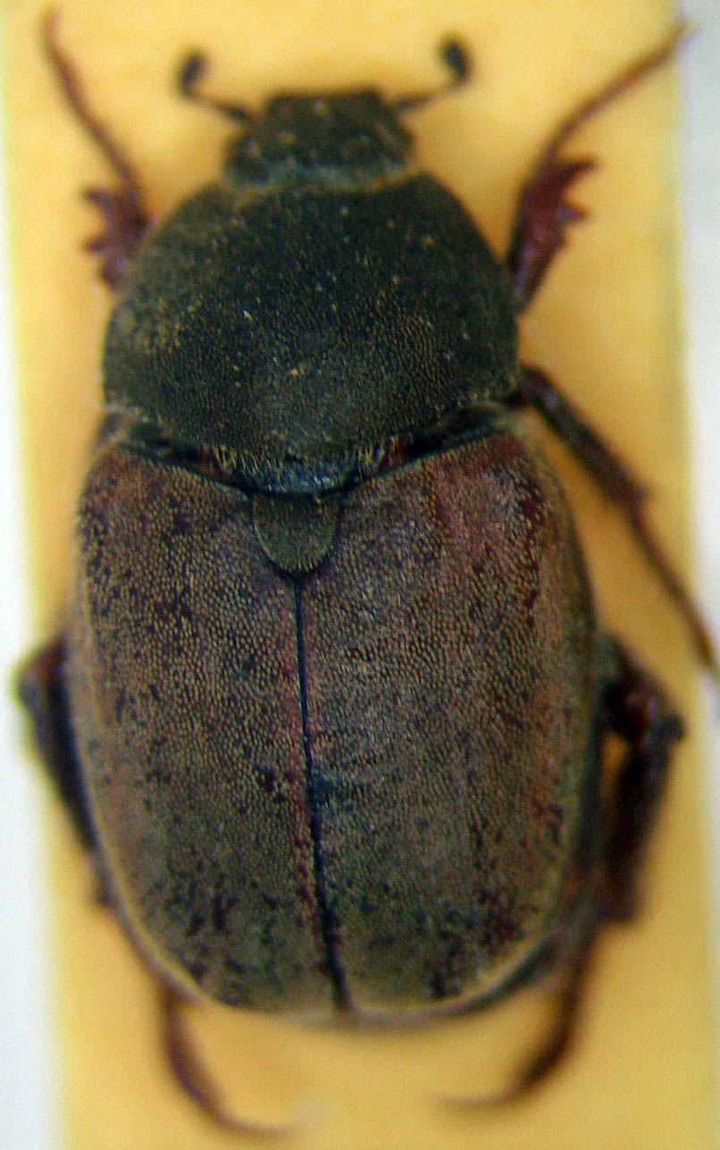 Hoplia coerulea Dsc05211