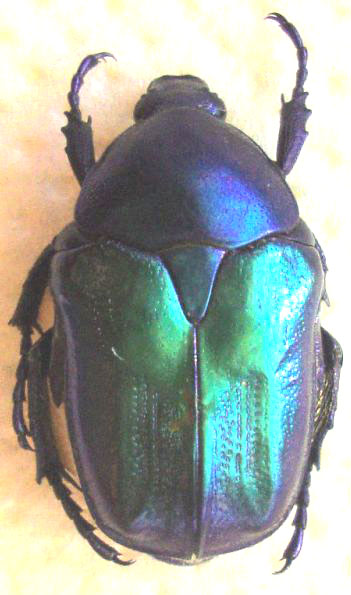 [Protaetia (Eupotosia) affinis] Plus bleues... Eupoto10