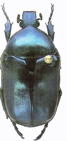 [Protaetia (Eupotosia) affinis] Plus bleues... Eupoto11
