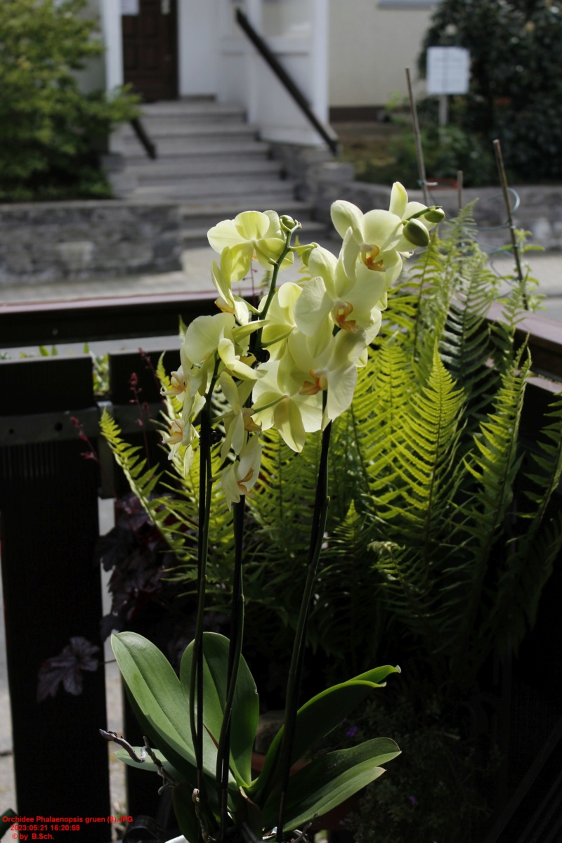 Orchideen Neuzugänge Orchi498