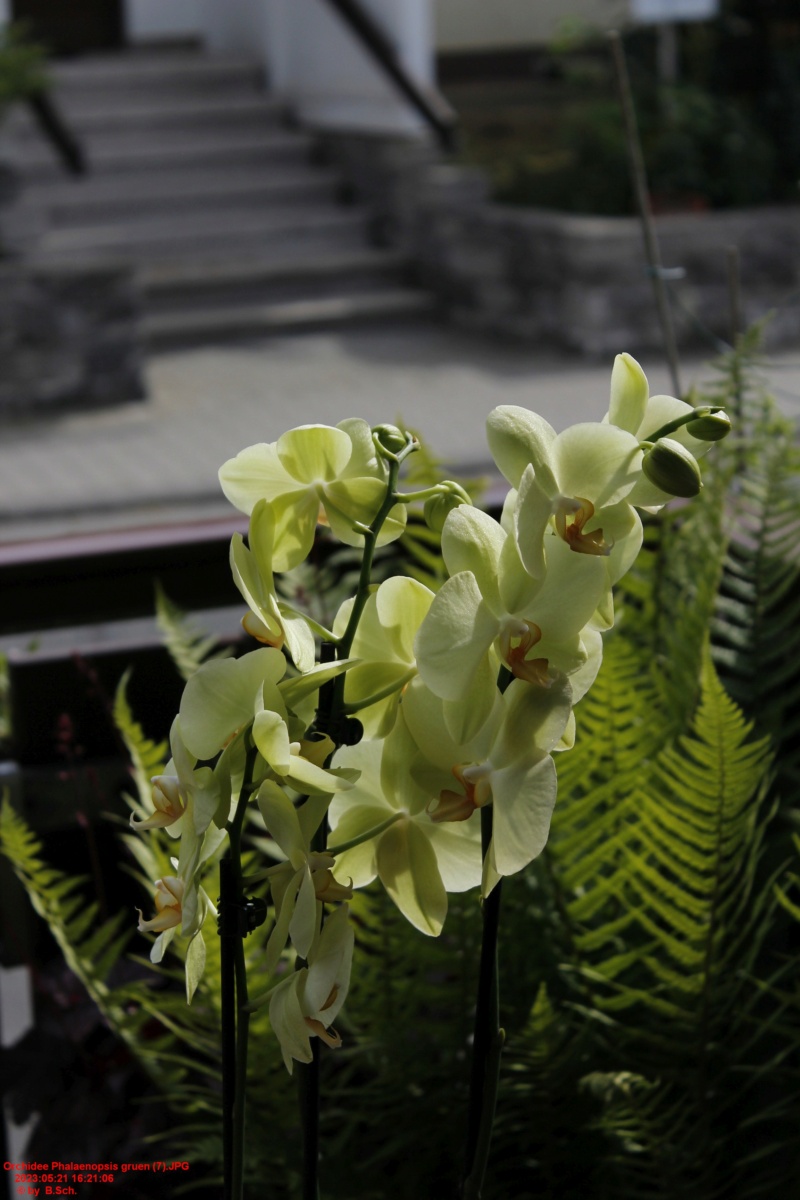 Orchideen Neuzugänge Orchi499
