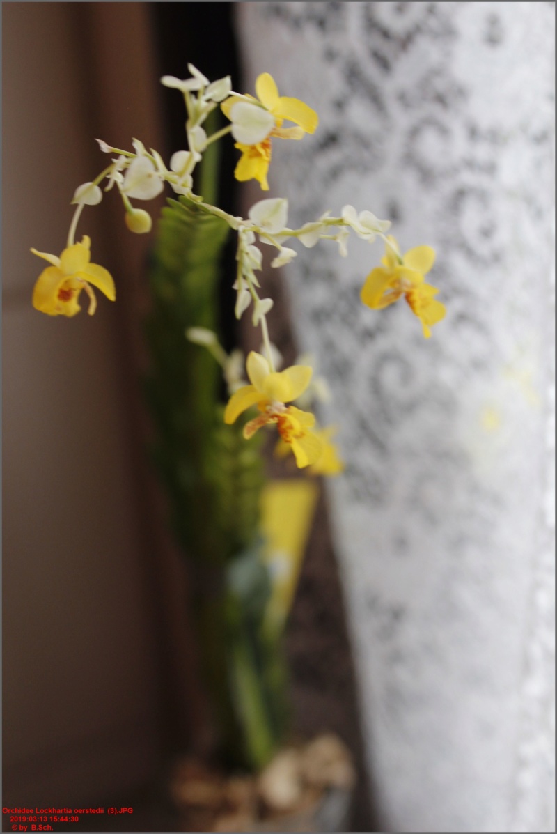 Lockhartia oerstedii - Kultur Pur - Seite 2 Orchid60