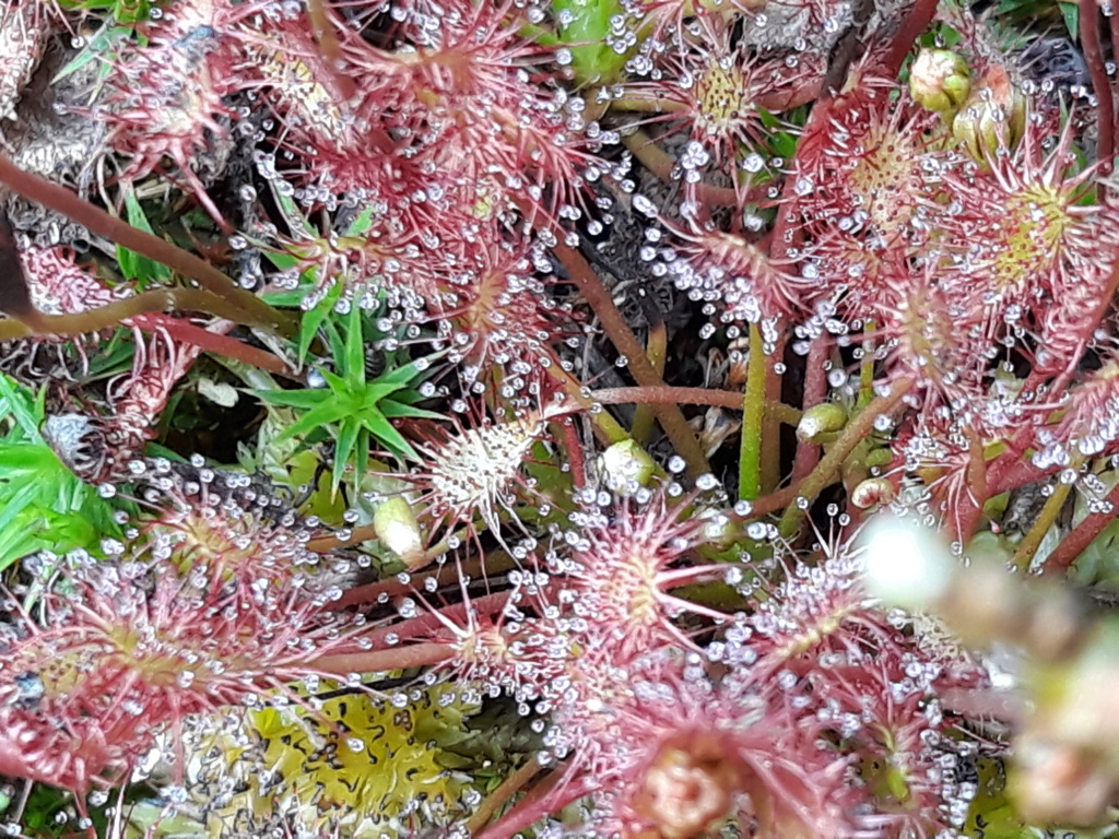 Karnivoren / insektenfangende Pflanzen Teil 1 - Seite 90 20190822