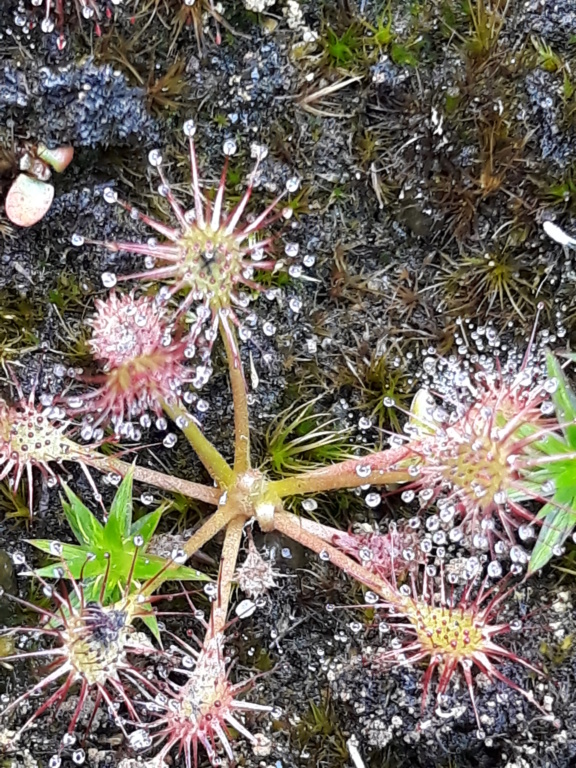 Karnivoren / insektenfangende Pflanzen Teil 1 - Seite 90 20190824